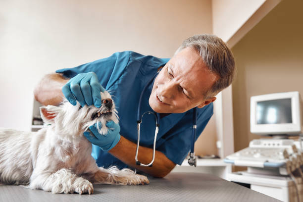Best Emergency Dental Extractions in Auburn, MI